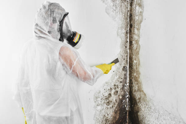 Best Post-Flood Mold Remediation in Baldwyn, MS