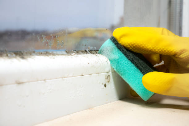 Best Bathroom Mold Remediation in Baldwyn, MS